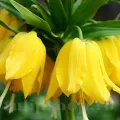 Bulbi Lalea Imperiala Lutea (Fritillaria)