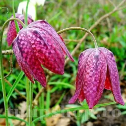 Bulbi Lalea Imperiala Meleagris (Fritillaria)