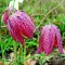 Bulbi Lalea Imperiala Meleagris (Fritillaria)