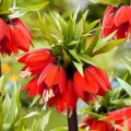 Bulbi Lalea Imperiala Rubra Maxima (Fritillaria)