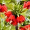 Bulbi Lalea Imperiala Rubra Maxima (Fritillaria)