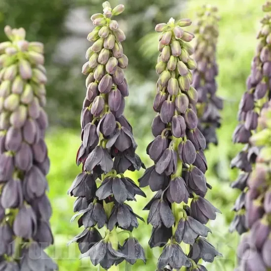 bulbi lalea imperiala twin towers tribute