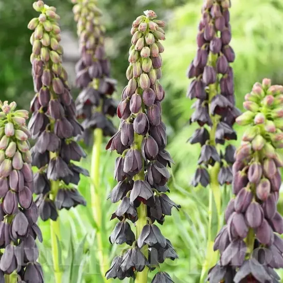 bulbi lalea imperiala twin towers tribute1