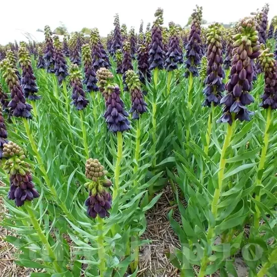 bulbi lalea imperiala twin towers tribute2