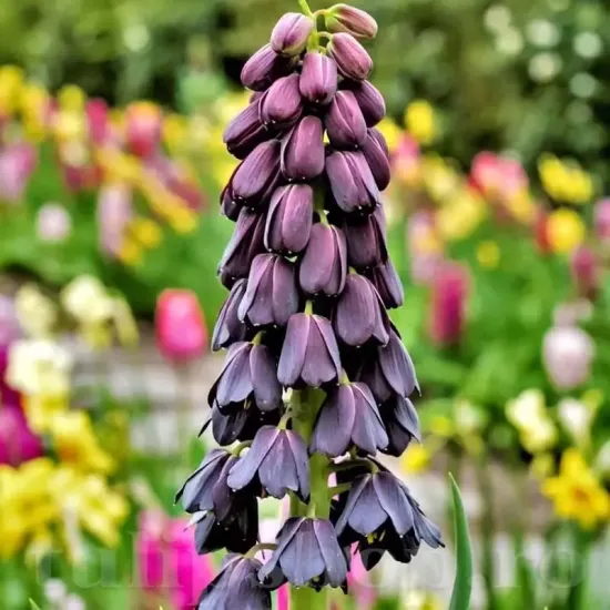 bulbi lalea imperiala twin towers tribute3