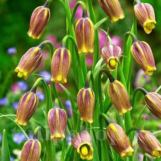 Bulbi Lalea Imperiala Uva Vulpis (Fritillaria)