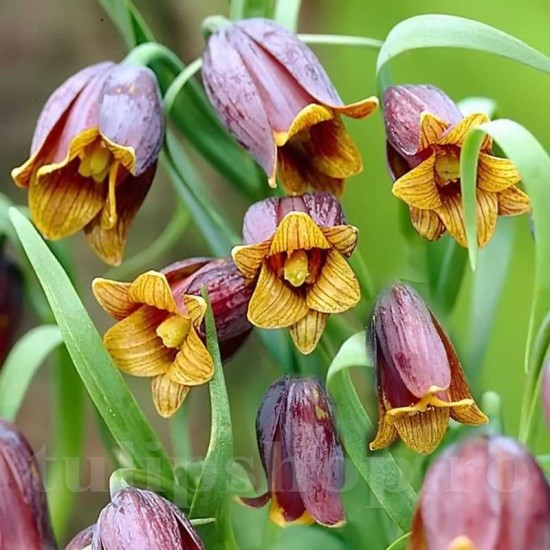Bulbi Lalea Imperiala Uva Vulpis (Fritillaria)