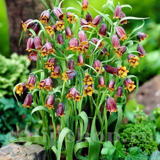 Bulbi Lalea Imperiala Uva Vulpis (Fritillaria)