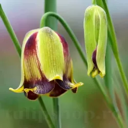 Bulbi Lalea Imperiala Acmopetala (Fritillaria) Bulbi Lalea Imperiala Acmopetala (Fritillaria)