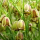 Bulbi Lalea Imperiala Acmopetala (Fritillaria) floare lalea imperiala fritillaria acmopetala