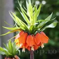Bulbi Lalea Imperiala Aurora (Fritillaria)