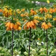 Bulbi Lalea Imperiala Early Dream (Fritillaria) fritillaria imperialis early dream bulbi plantare toamna 110x110
