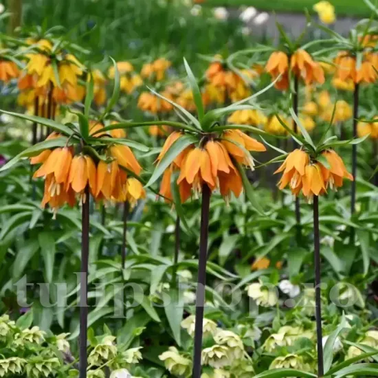 Bulbi Lalea Imperiala Early Dream (Fritillaria) fritillaria imperialis early dream bulbi plantare toamna