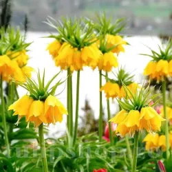 Bulbi Lalea Imperiala Lutea (Fritillaria) Bulbi Lalea Imperiala Lutea (Fritillaria)