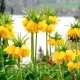 fritillaria imperialis lutea floare