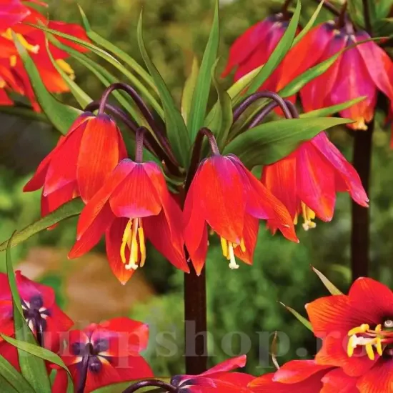 fritillaria imperialis rubra maxima floare