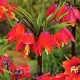 fritillaria imperialis rubra maxima floare