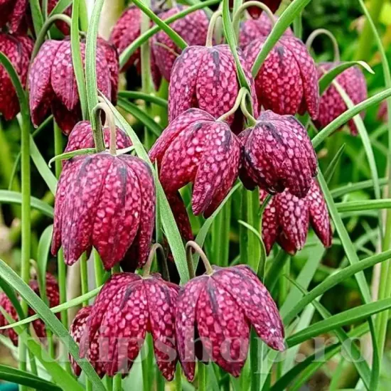 Bulbi Lalea Imperiala Meleagris (Fritillaria) fritillaria meleagris floare sah