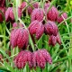 Bulbi Lalea Imperiala Meleagris (Fritillaria) fritillaria meleagris floare sah
