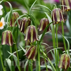 Bulbi Lalea Imperiala Olivieri (Fritillaria)