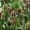 Bulbi Lalea Imperiala Olivieri (Fritillaria)