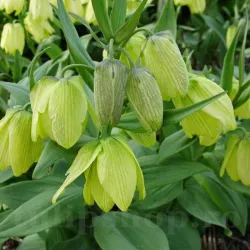 Bulbi Lalea Imperiala Palidiflora (Fritillaria) Bulbi Lalea Imperiala Palidiflora (Fritillaria)
