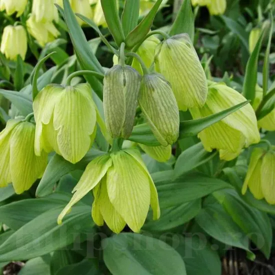 Bulbi Lalea Imperiala Palidiflora (Fritillaria) fritillaria palidiflora flori galben pal verziu detaliu
