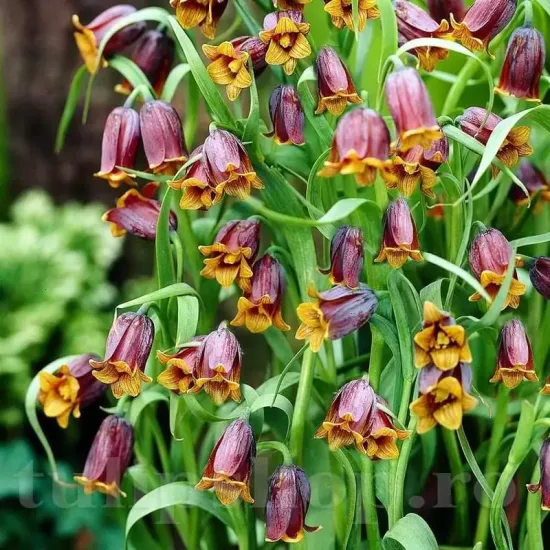 fritillaria uva vulpis floare clopotel