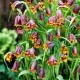 fritillaria uva vulpis floare clopotel