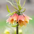 Bulbi Lalea Imperiala Early Fantasy (Fritillaria) lalea imperiala early fantasy floare portocalie detaliu 110x110