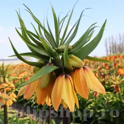 Bulbi Lalea Imperiala Early Dream (Fritillaria) Bulbi Lalea Imperiala Early Dream (Fritillaria)