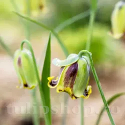 Bulbi Lalea Imperiala Olivieri (Fritillaria) Bulbi Lalea Imperiala Olivieri (Fritillaria)