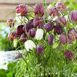 Bulbi Lalea Imperiala Meleagris (Fritillaria) Bulbi Lalea Imperiala Meleagris (Fritillaria)