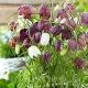 Bulbi Lalea Imperiala Meleagris (Fritillaria) pachet bulbi lalele imperiale meleagris tulip shop
