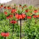 pachet bulbi lalele imperiale rubra tulip shop