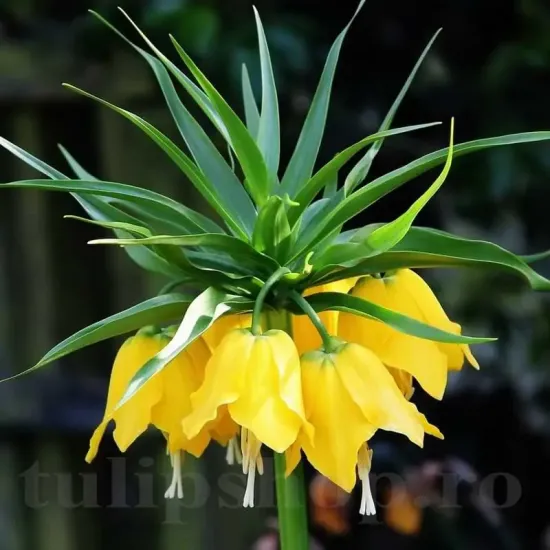 pachet bulbi lalele imperiale tulip shop