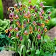 pachet bulbi lalele imperiale uva vulpis tulip shop 110x110