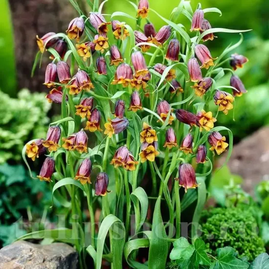 pachet bulbi lalele imperiale uva vulpis tulip shop
