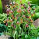 pachet bulbi lalele imperiale uva vulpis tulip shop