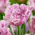Bulbi Lalele Cairns (Tulip)