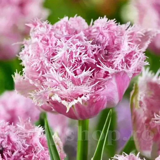 Bulbi Lalele Cairns (Tulip) bulbi de toamna lalele cairns soi dublu franjurat