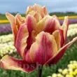 Bulbi Lalele Callahan (Tulip) bulbi de toamna lalele callahan soi peonie cu petale franjurate 110x110
