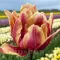 Bulbi Lalele Callahan (Tulip)