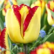 Bulbi Lalele Cape Town (Tulip) bulbi de toamna lalele cape town soi triumph 110x110