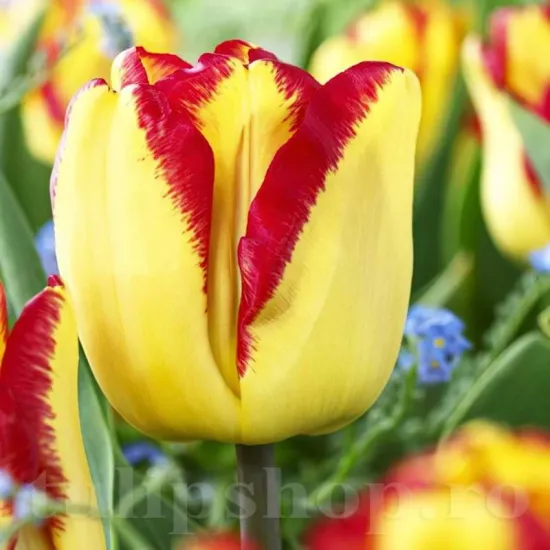 Bulbi Lalele Cape Town (Tulip) bulbi de toamna lalele cape town soi triumph