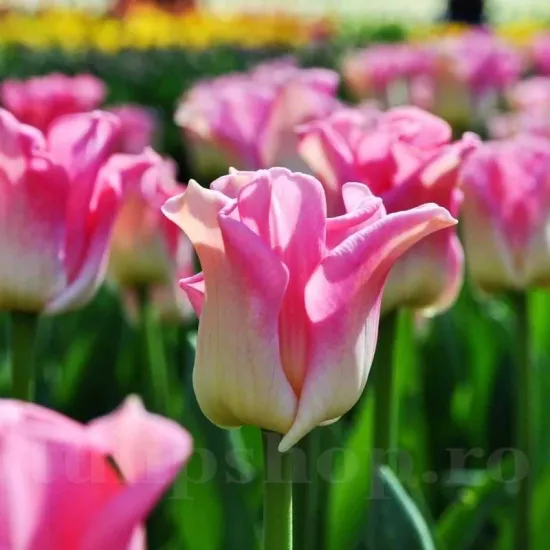 Bulbi Lalele Crown of Dynasty (Tulip) bulbi de toamna lalele crown of dynasty soi triumph coroana