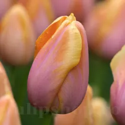 Bulbi Lalele Dordogne (Tulip)