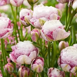 Bulbi Lalele Double Surprise (Tulip)