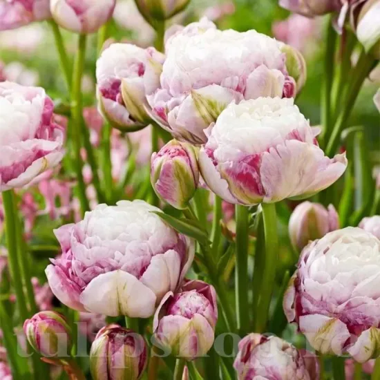 Bulbi Lalele Double Surprise (Tulip) bulbi de toamna lalele double surprise soi dublu