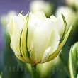 Bulbi Lalele Exotic Emperor (Tulip) bulbi de toamna lalele exotic emperor soi imperial timpuriu 110x110